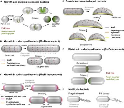 Exploring Spiroplasma Biology: Opportunities and Challenges